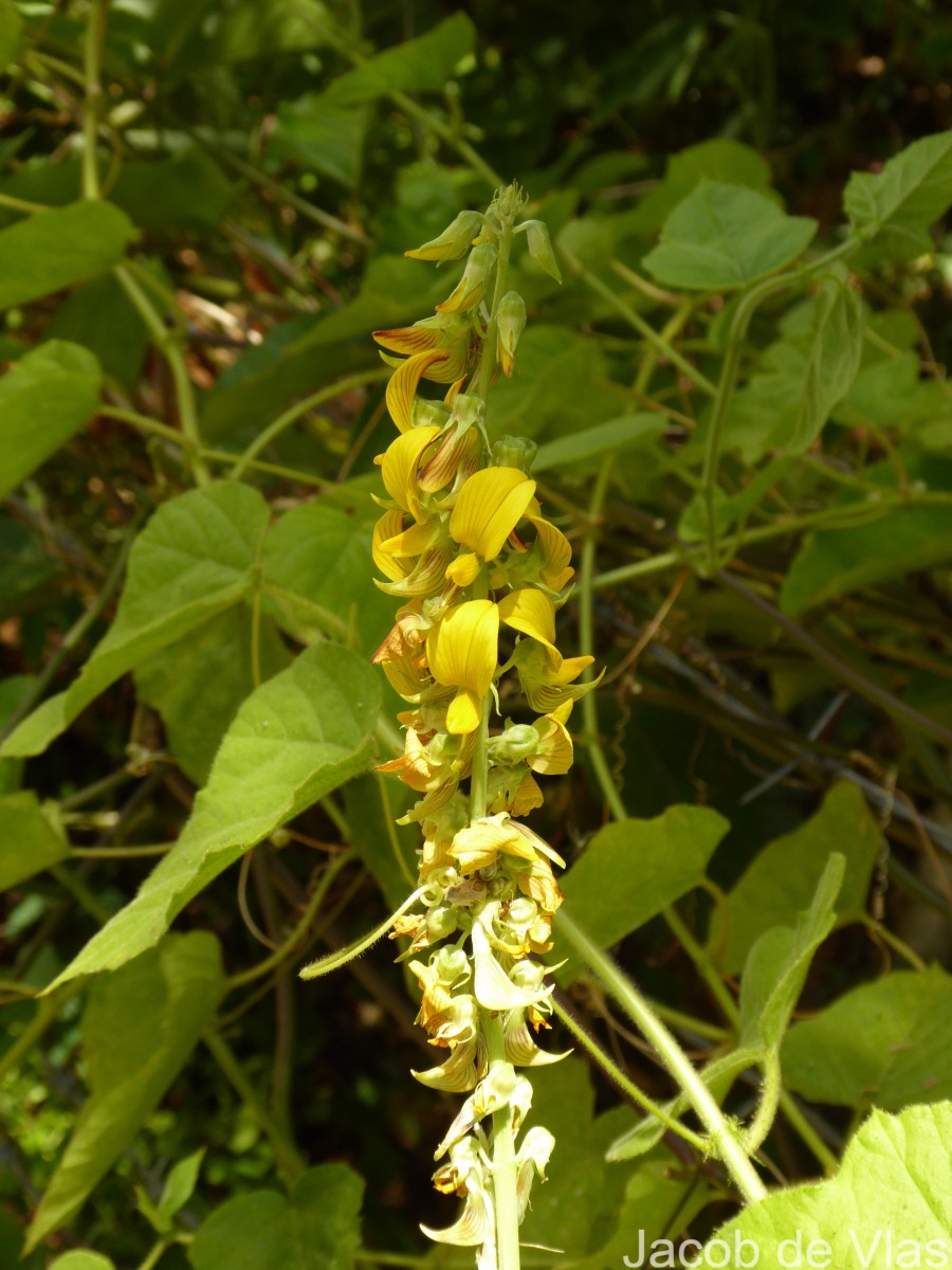 Crotalaria pallida Aiton